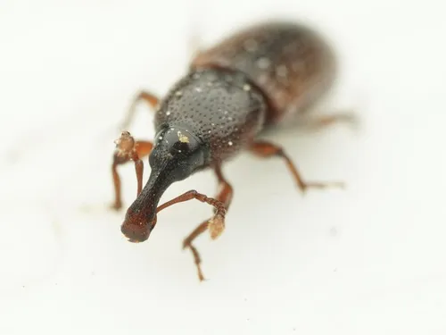 Cossonus pacificus - Cossonus pacificus