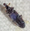 Cossonus piniphilus - photo 4