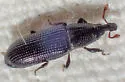 Cossonus piniphilus - photo 5