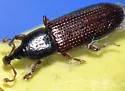 Cossonus rufipennis - photo 2