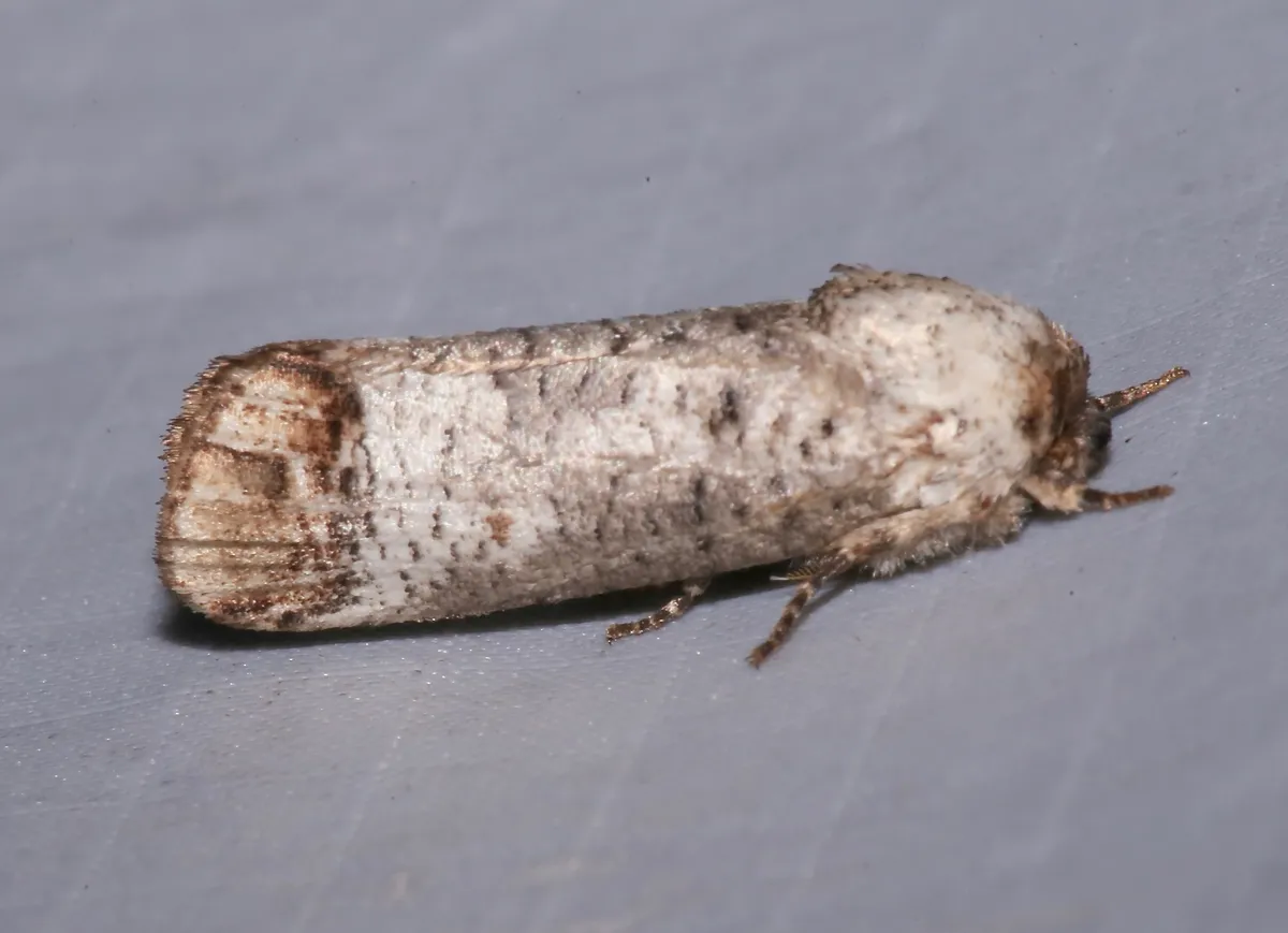 Pecan Carpenterworm Moth - photo 3
