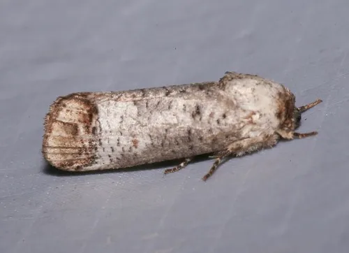 Pecan Carpenterworm Moth - photo 4