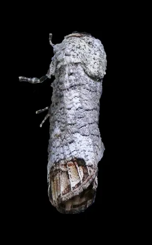 Pecan Carpenterworm Moth - photo 5