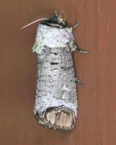 Pecan Carpenterworm Moth - photo 6