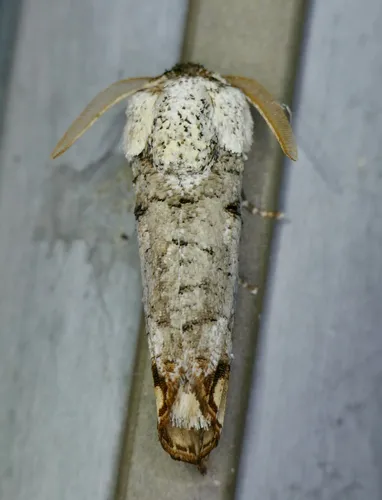 Pecan Carpenterworm Moth - photo 7