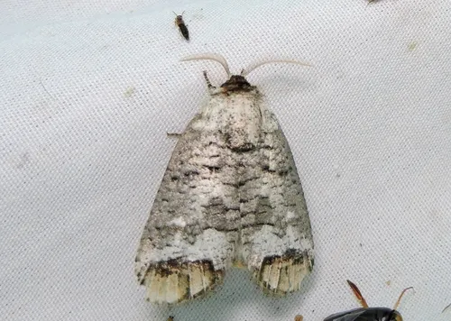 Pecan Carpenterworm Moth - photo 8