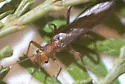 Cosumnoperla hypocrena - Cosumnoperla hypocrena