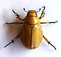 Cotalpa consobrina