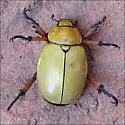 Cotalpa flavida - photo 4