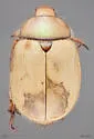 Cotalpa subcribrata
