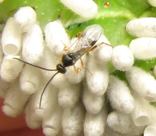 Hornworm Parasitoid Wasp - photo 2