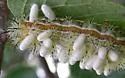 Cotesia electrae