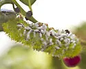 Cotesia hemileucae