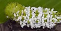 Cotesia hemileucae - photo 3