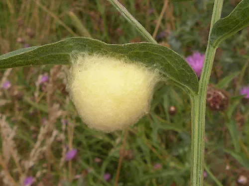 Cotesia ofella