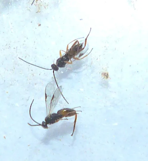 Cotesia ofella - photo 2