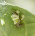 Cotesia orobenae