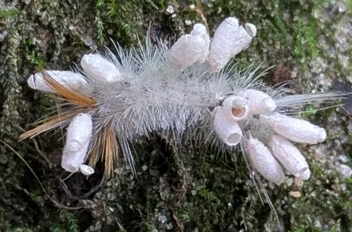 Cotesia phobetri