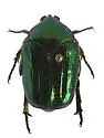 Cotinis aliena