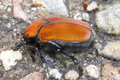 Cotinis impia