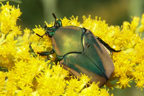 Green Fig Beetle
