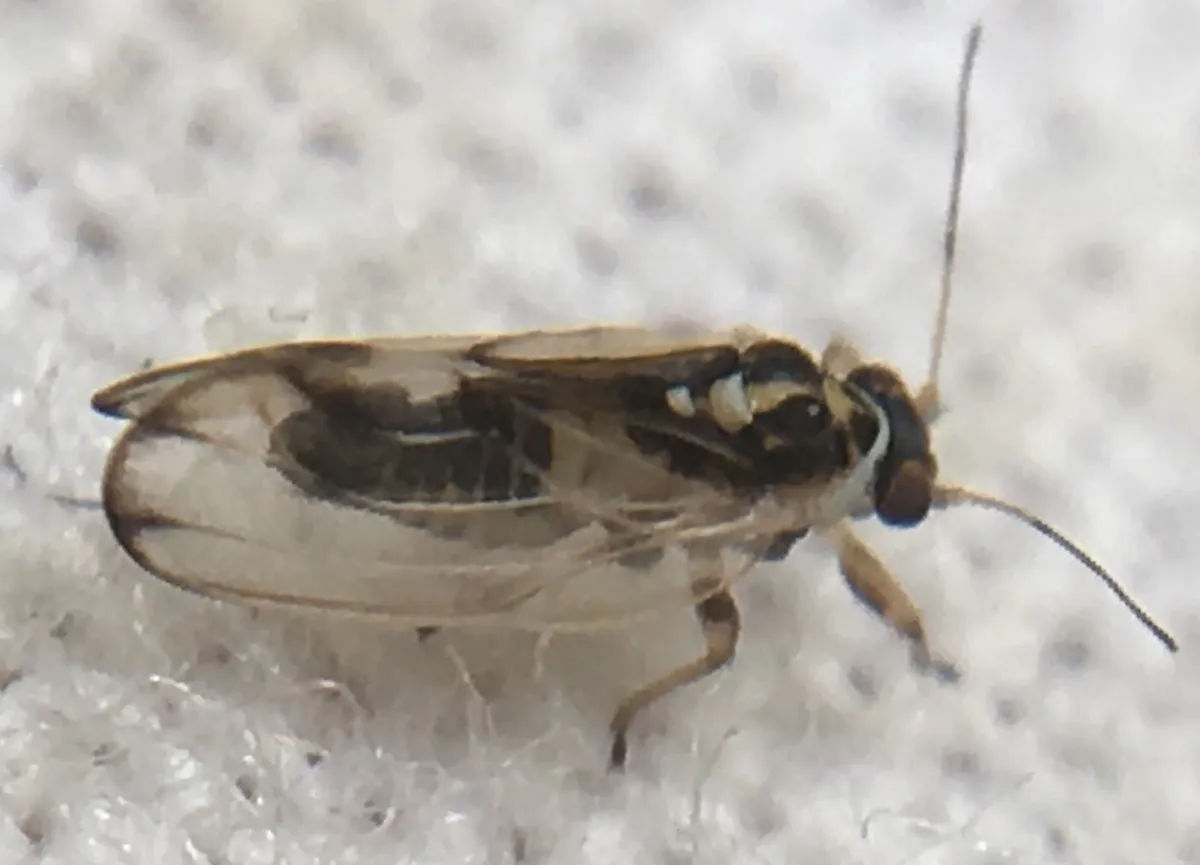 Cottony Ash Psyllid - photo 3