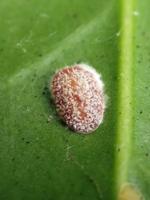 Cottony Camellia Scale