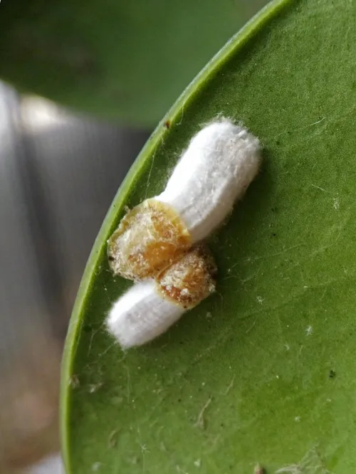 Cottony Camellia Scale - photo 2