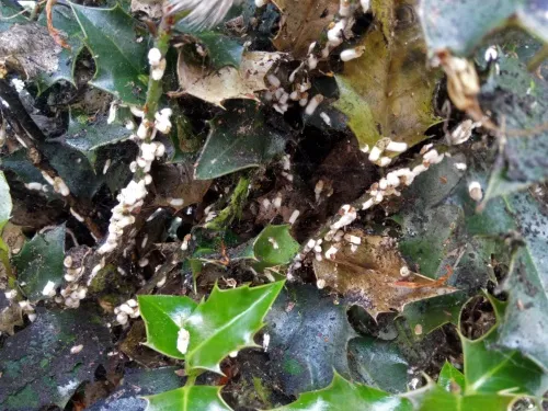 Cottony Camellia Scale - photo 3