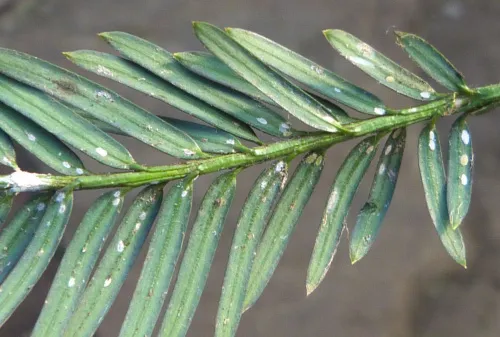 Cottony Camellia Scale - photo 4