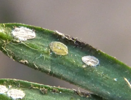 Cottony Camellia Scale - photo 5