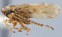 Coulinus uladus