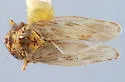 Coulinus uladus - photo 2