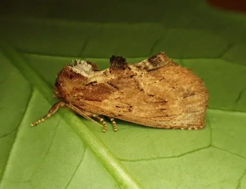 Coxcomb Prominent