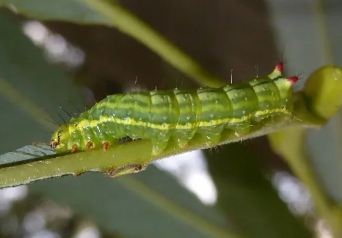 Coxcomb Prominent - photo 3