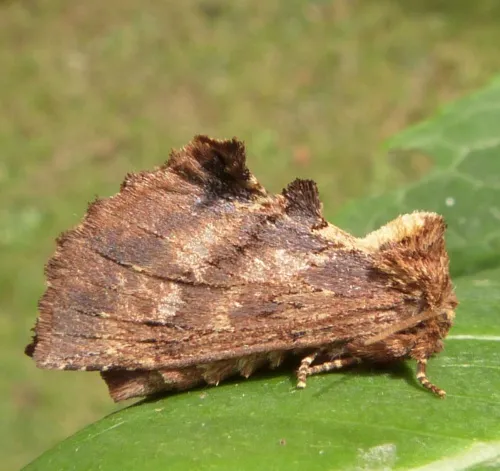 Coxcomb Prominent - photo 4