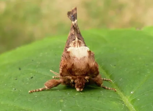 Coxcomb Prominent - photo 5