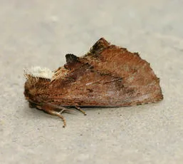 Coxcomb Prominent - photo 6