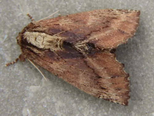 Coxcomb Prominent - photo 7