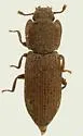 Coxelus longus
