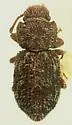 Coxelus serratus