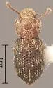 Coxelus serratus - photo 2