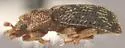 Coxelus serratus - photo 3