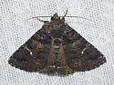 Black-waved Owlet - Hodges#8662
