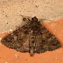 Black-waved Owlet - Hodges#8662 - photo 2