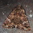 Black-waved Owlet - Hodges#8662 - photo 3
