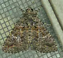 Black-waved Owlet - Hodges#8662 - photo 5
