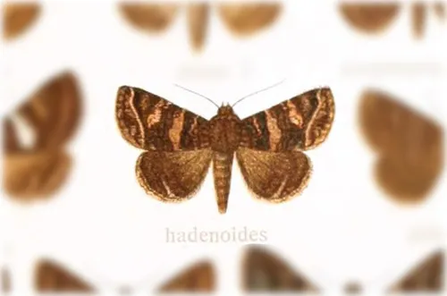 Coxina hadenoides - Hodges#8662.1