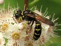 Crabro argusinus