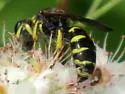 Crabro argusinus - photo 2